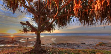 Pandanus Sunrise - Fraser Island - QLD T (PB5D 00 51A1826)
